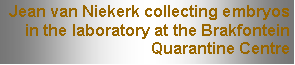 Text Box: Jean van Niekerk collecting embryos in the laboratory at the Brakfontein Quarantine Centre 