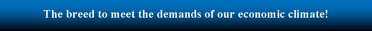 Text Box: The breed to meet the demands of the current economic climate!